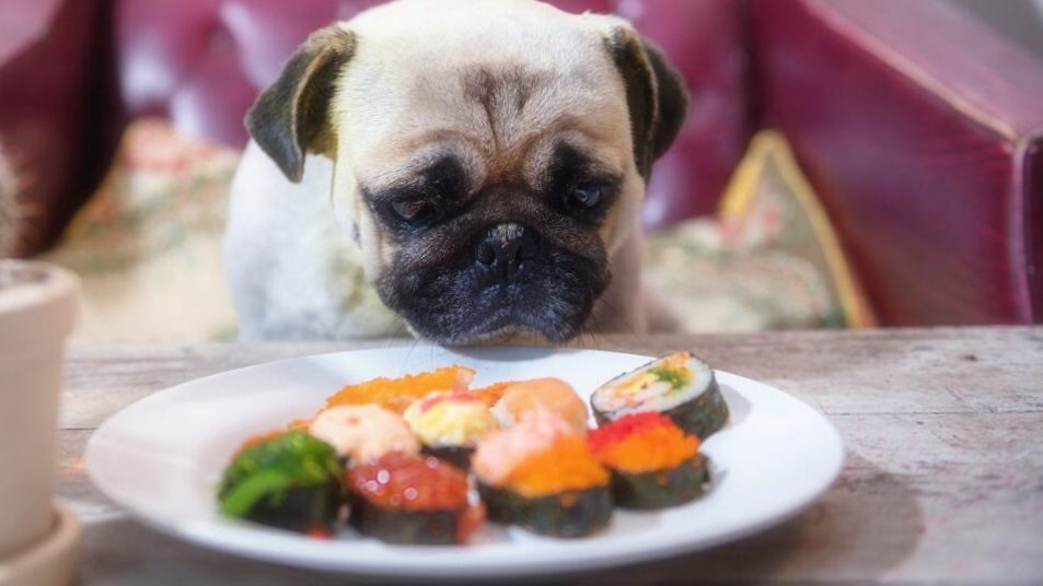 How much food does my dog need?