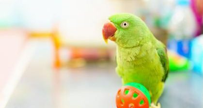 Inflammation of the goiter in birds