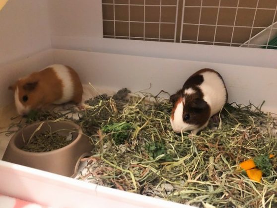 Keep guinea pigs in fleece | How does guinea pig fleece work?