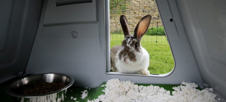 Keep rabbits on the balcony