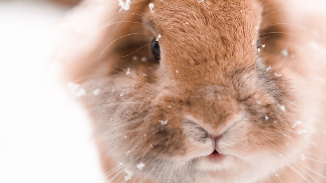 Keeping rabbits outside in winter – wintering tips