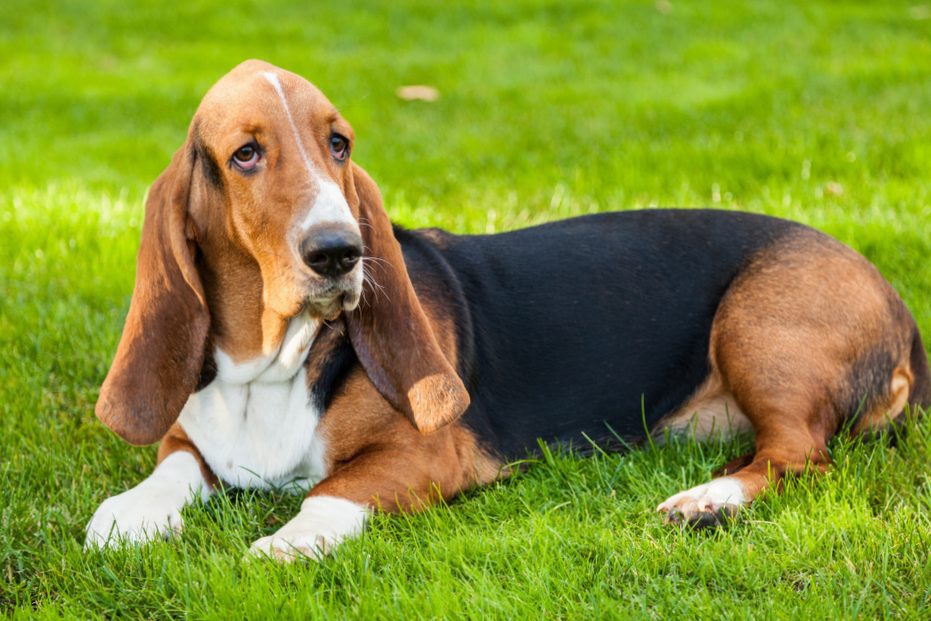 Profile of the Basset Hound | Is a Basset Hound right for me? How should it be held?