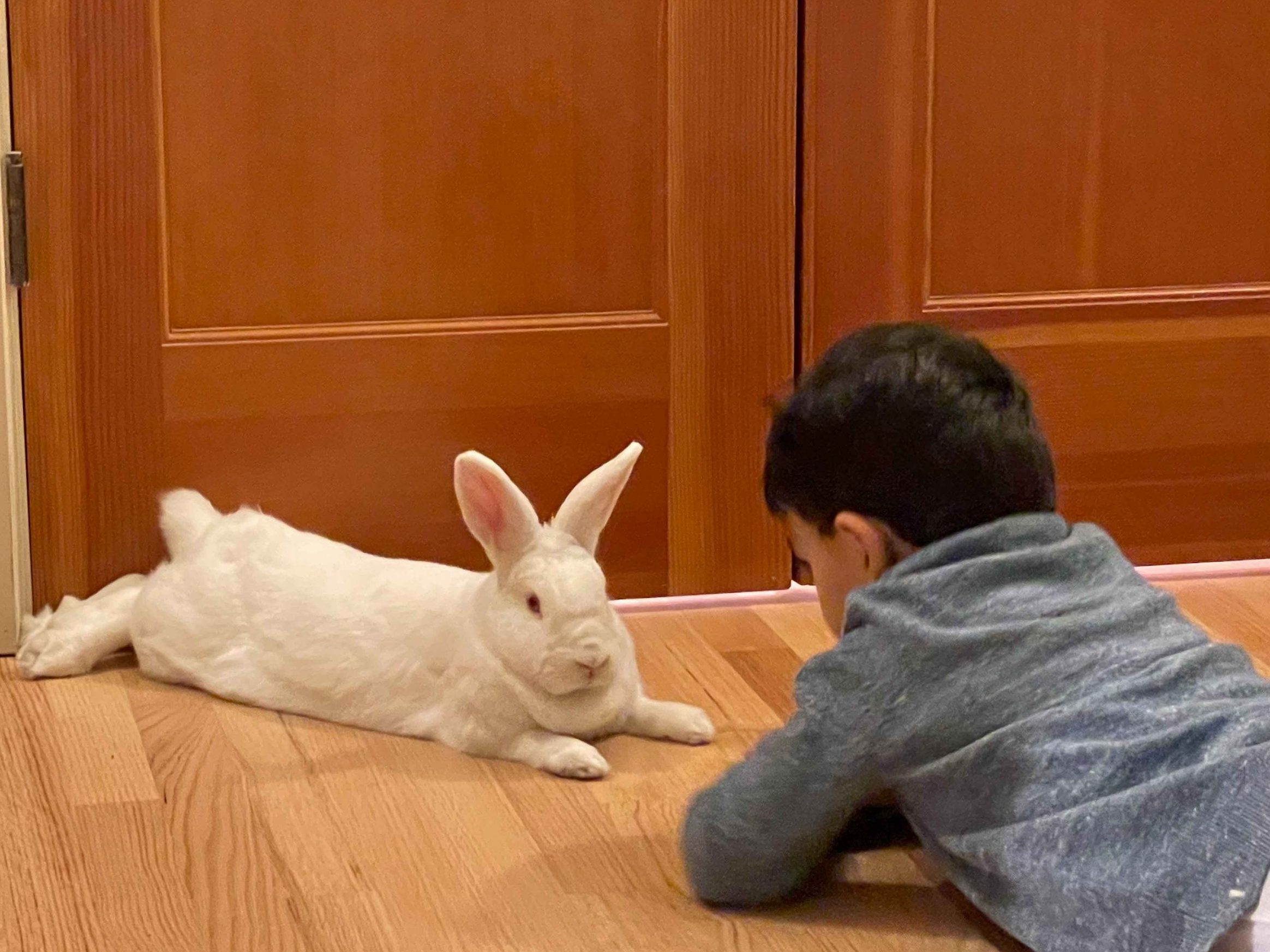 Rabbits and children - you should pay attention to this