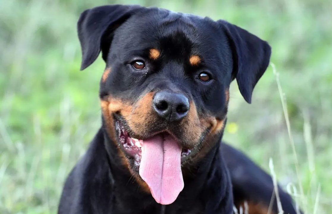 Rottweiler profile | Is a Rottweiler right for me? How should it be held?
