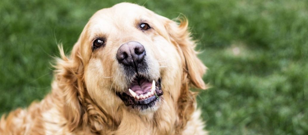 The benefits of glucosamine for dogs at a glance