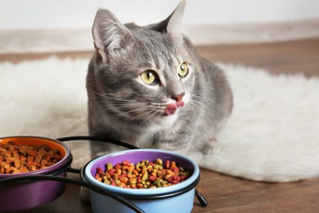 What is the ideal food for cats? | What types of food should you give your cat?