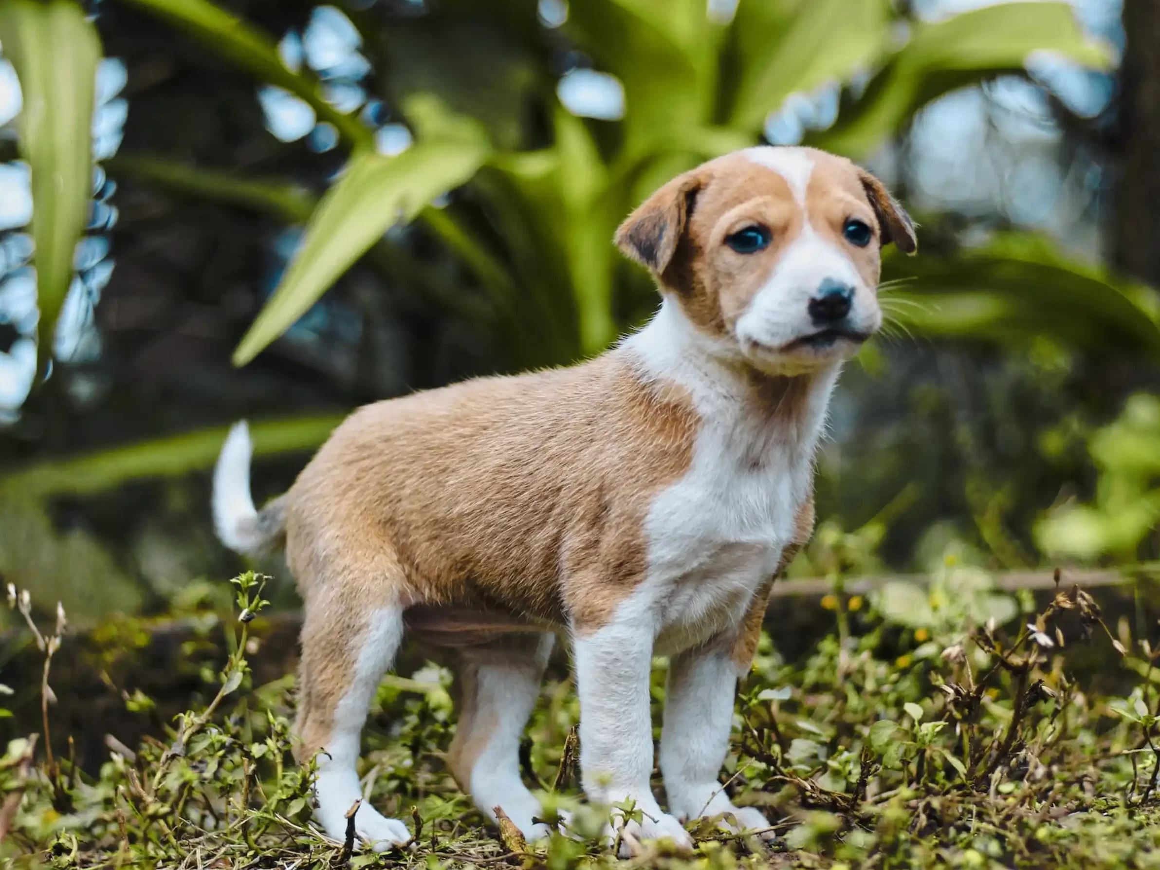Yellow, slimy stools in your dog