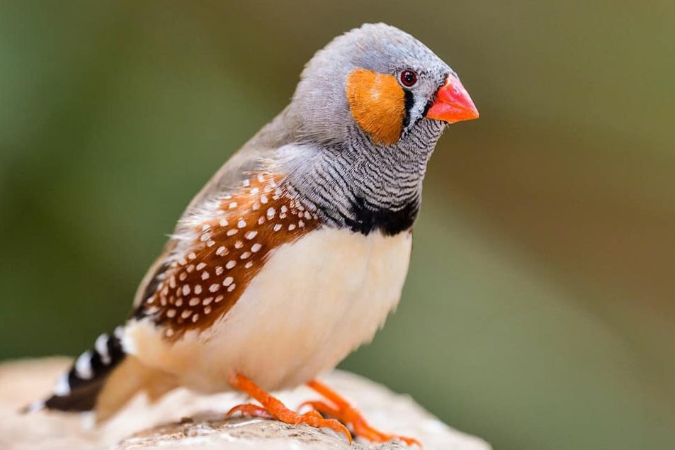 Zebra finch profile | The zebra finch, scientifically known as Taeniopygia guttata