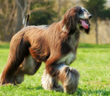 10 Best Dog Breeds That Don’t Shed Too Much