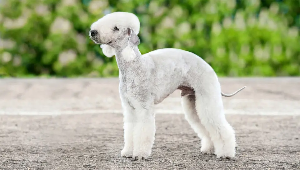 Caine Bedlington Terrier.
