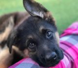16 photos of German Shepherd puppies and dogs