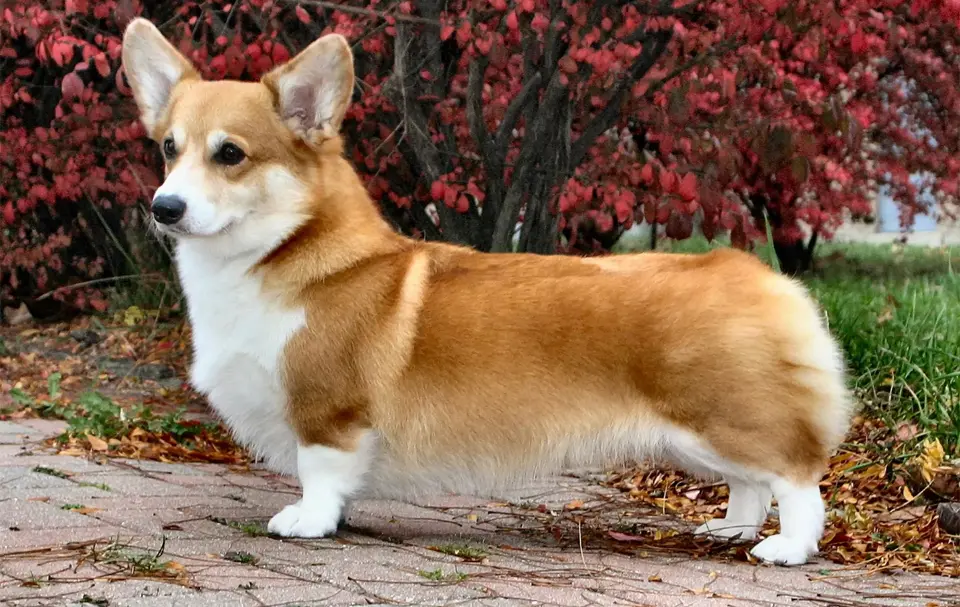 Caine Corgi galez Pembroke.
