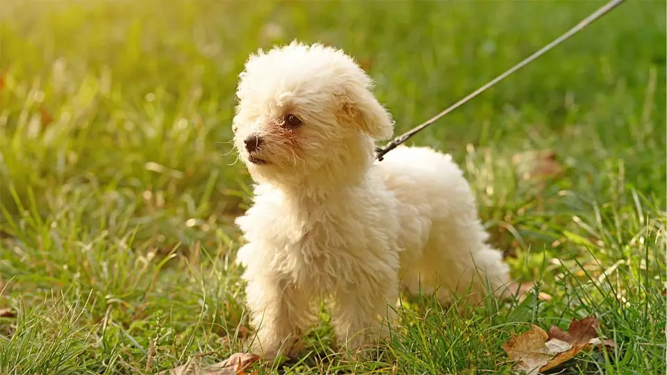 Bichon Frize puppies on a leash in the grass.