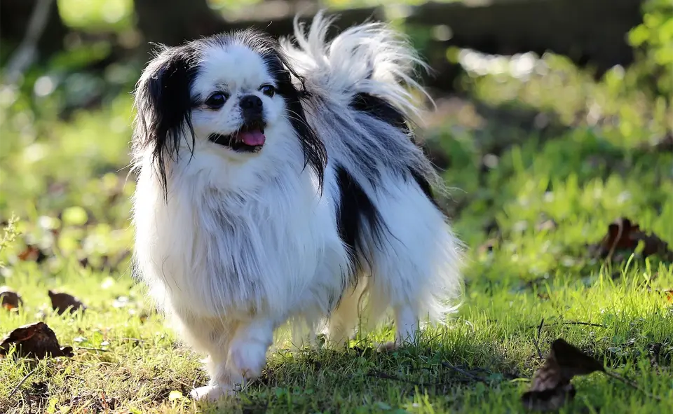 Japanese Chin dog (Japanese Spaniel) walking through the grass.