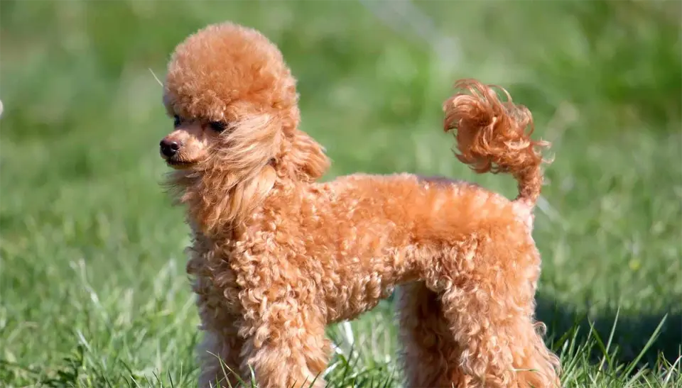 Poodle dog sitting in the grass.