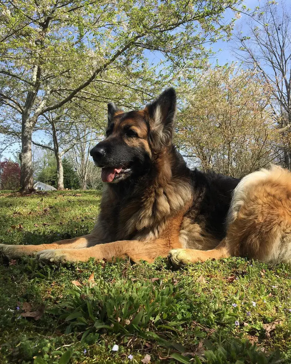 German shepherd dog lying in the grass.
