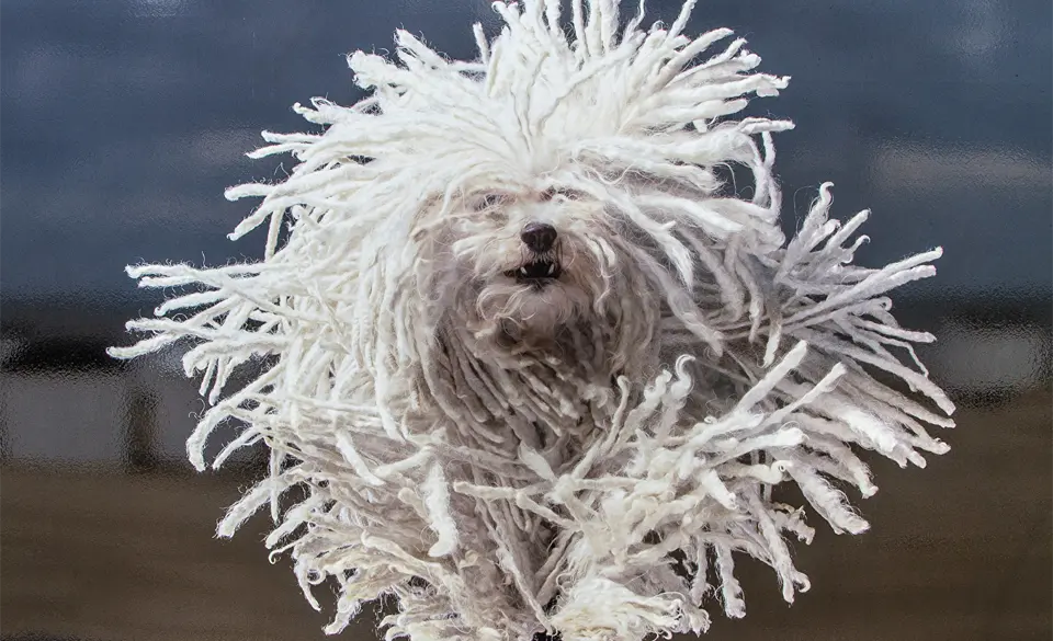 Komondor dog running.