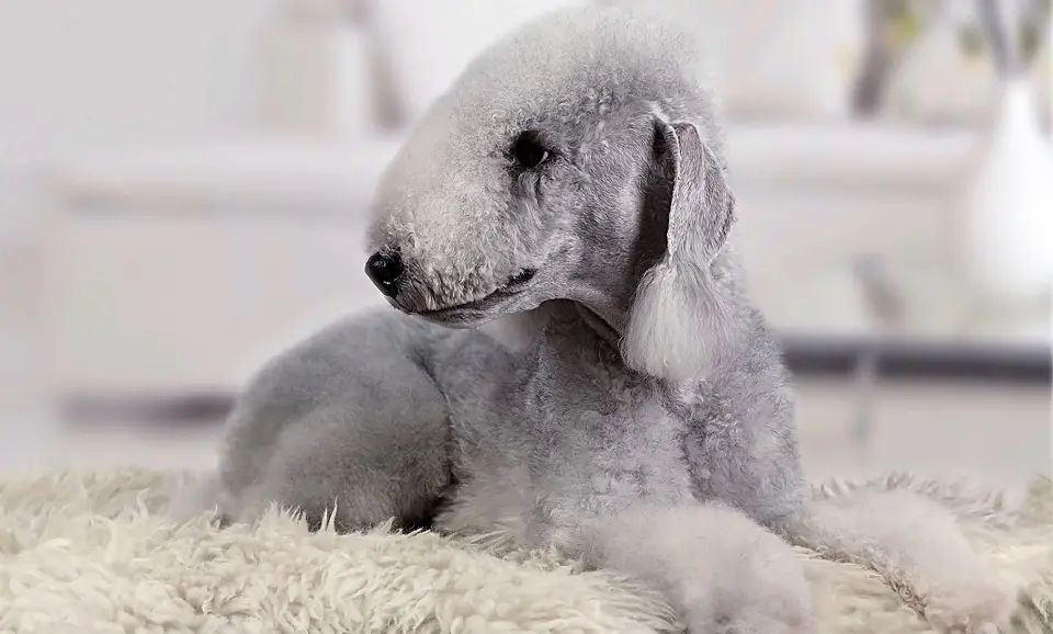 The Bedlington Terrier dog seen up close.