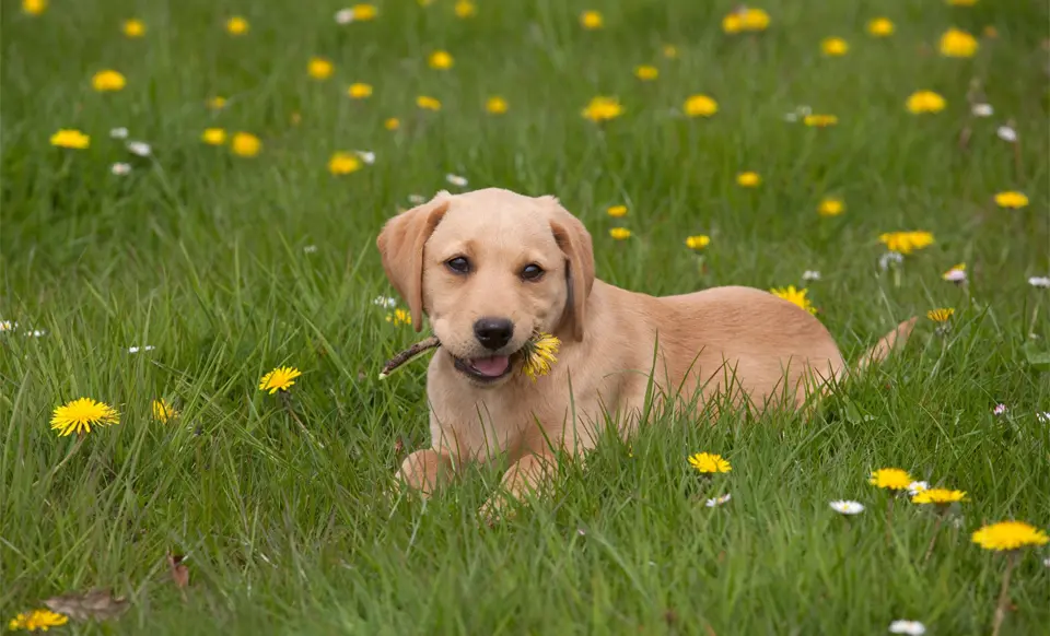 Labrador puppy with a flower in his mouth.