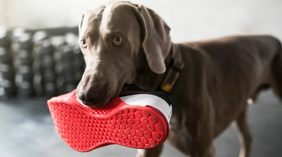 Dog holding a sports shoe with a red sole in its mouth.