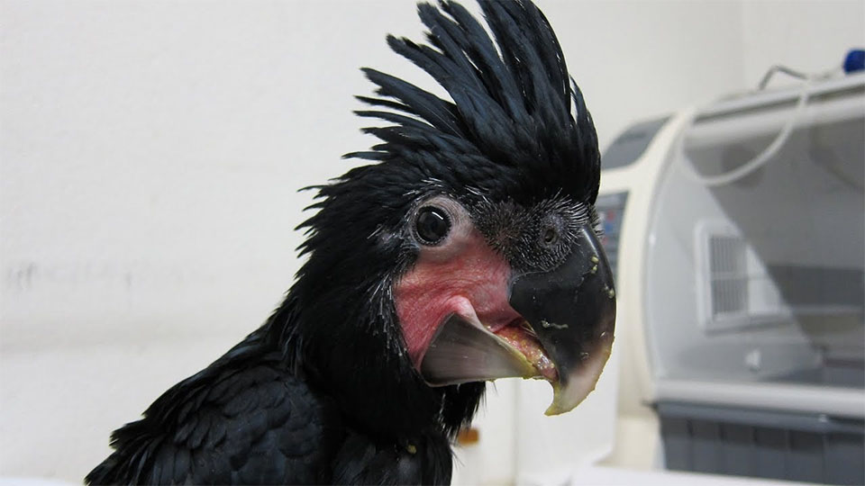 Goliath parrot.