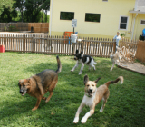 Information about caring for dogs in a special center