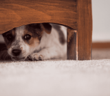 Dogs’ phobia of fireworks