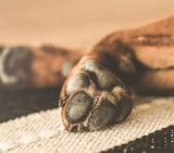 8 common dog paw problems