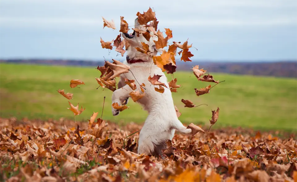 Puppy playing with dry leaves.