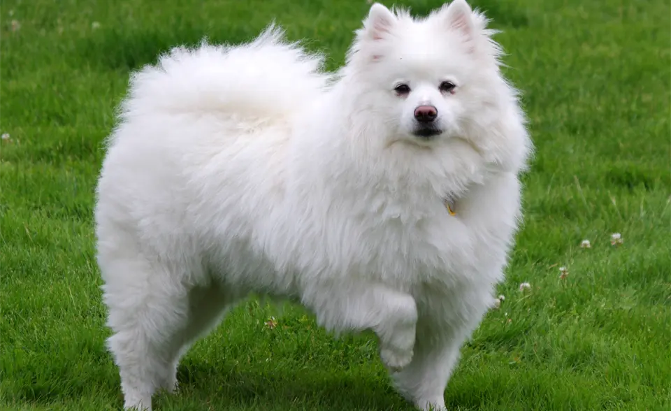 American Eskimo dog (Eskie) sitting in the grass and raising one leg.