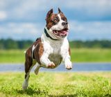 American Staffordshire Terrier: characteristics of the dog breed