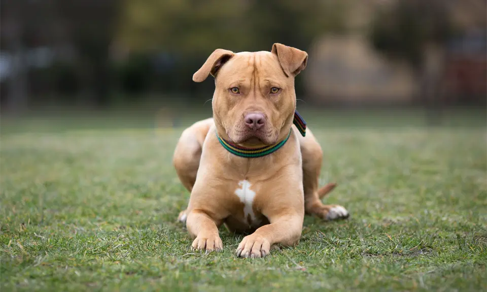 American Staffordshire Terrier dog lying in the grass.