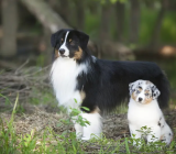 Australian Shepherd (Aussie): characteristics of the dog breed