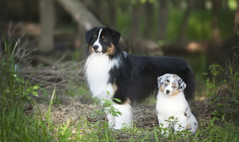 Australian shepherd dog next to a chicken.