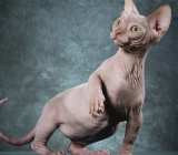 Baby cat: characteristics of the cat breed