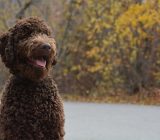 Barbet: Characteristics of the dog breed | aeinoticia