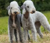 Bedlington Terrier: characteristics of the dog breed