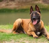 Belgian Malinois: characteristics of the dog breed