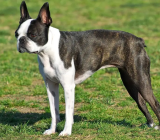 Boston Terrier: characteristics of the dog breed