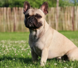 Bulldog: Characteristics of the dog breed | aeinoticia