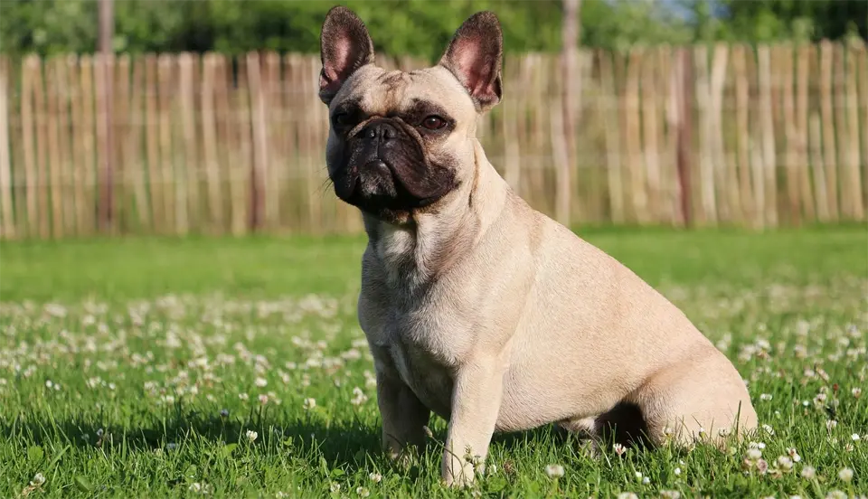 Bulldog dog sitting in the grass.