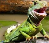 Caring for the Chinese Water Dragon