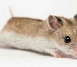 Chinese hamster: species profile – Animal kingdom