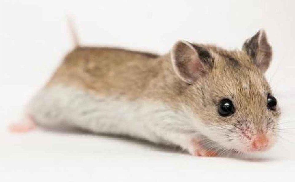 Chinese hamster seen up close.