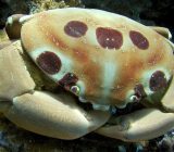 Crab 7-11 (Spotted reef crab)