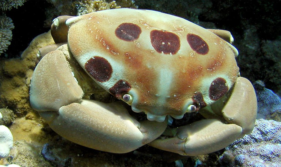 Crab 7-11 seen up close.