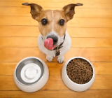 Food Allergies in Dogs – Animal Kingdom