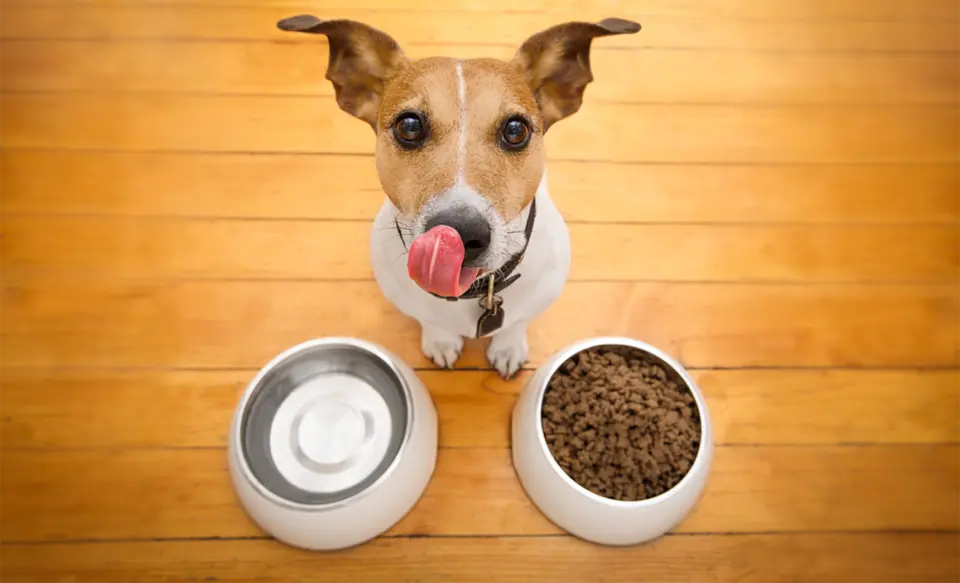 Dog with a bowl of water and a bowl of food licking his muzzle.