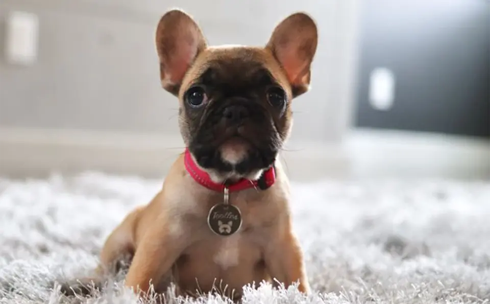 Dog with tag sitting on carpet.