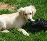 How to Teach Your Puppy the “Go Away!” Command